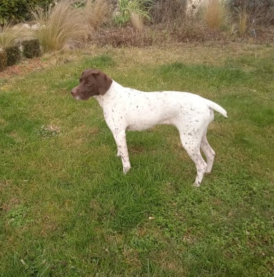 Braque français, type Pyrenees (petite taille) - Vends chiots Braque Français