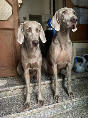 Braque de Weimar - Braque de Weimar LOF