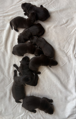 Labrador Retriever - Chiots Labradors Chocolat