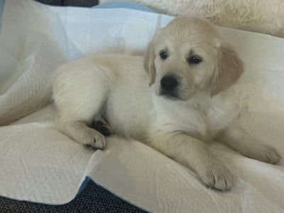 Golden Retriever - Chiot, Golden Retriever