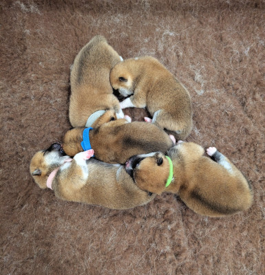 Akita - Chiots Akita-Inu - ISEGUMO KENSHA