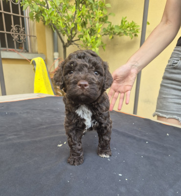Lagotto Romagnolo - magnifiques chiots Lagotto Romagnolo - Les ors de Provence