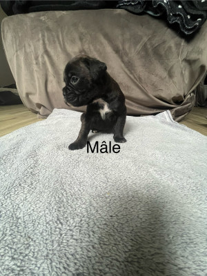 Boxer - Chiots boxer LOF