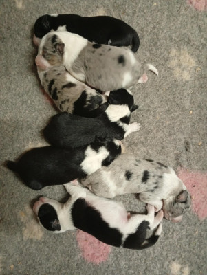 Border Collie - Chiots Border Collie