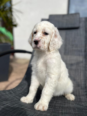 Setter Anglais - Chiot setter anglais lof