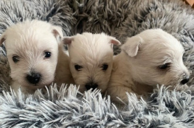 West Highland White Terrier - Chiots Westies - DU NOORDDUIVEN