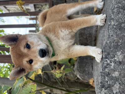 Shiba - Femelles shiba lof - clan mac deken