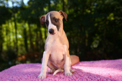 Whippet - Magnifiques chiots avec un très beau pedigree - Diablesse you will in Paris