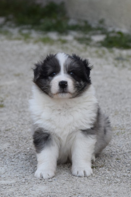 Berger Australien - Chiots berger australien - Des 7 Mata'i