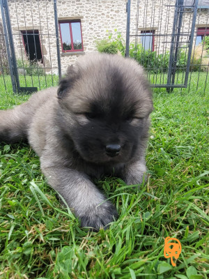 Eurasier - Magnifiques Chiots Eurasier - DU CLOS DU HATSCHBOURG