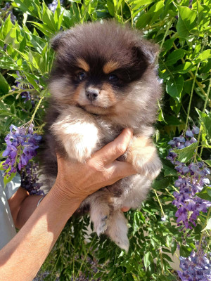 Spitz allemand - Adorable chiot silver et tan