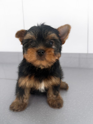 Yorkshire Terrier - Chiots Yorkshire Terrier LOF