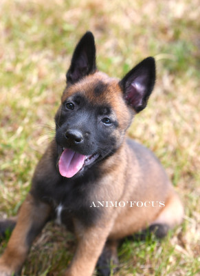 Berger Belge - Superbes chiots Bergers Belges Malinois lof Disponibles - Louves de Toscane