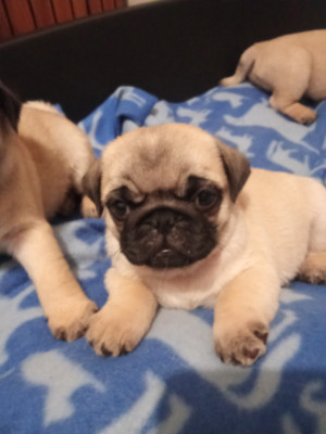 Carlin - Magnifiques chiots Carlins LOF