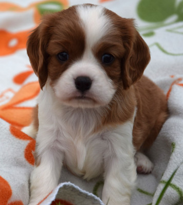 Cavalier King Charles Spaniel - Cavalier King Charles