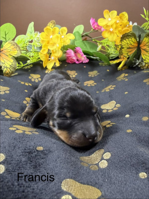 Teckel poil ras - Magnifiques chiots teckel nain poil ras - de l'enclos thierachien