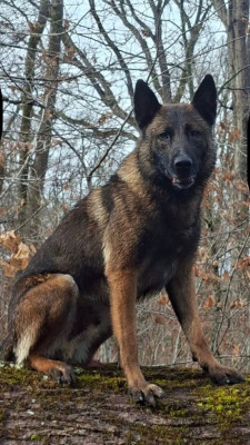 Berger Belge - Réservation ouverte : 10 Chiots Berger Belge Malinois