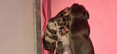 Teckel poil ras - Chiot teckel nain