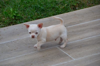 Chihuahua - Chiots merveilleux Chihuahua Couleur Chocolat - FrenchElegance