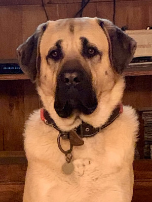 Berger Kangal - CHIOTS BERGER KANGAL - LOF