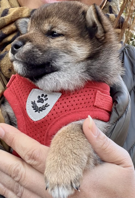 Shiba - Magnifiques bébés Shiba Inu 5 étoiles nés en maison familiale! - SUNA NO KISHI