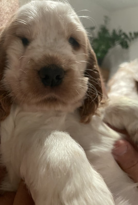 Cocker Spaniel Anglais - Chiots Cocker anglais LOF