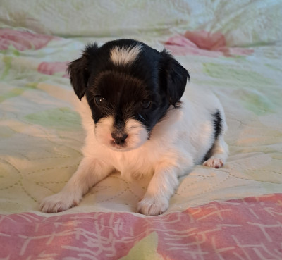 Epagneul nain Continental (Phalène) - Chiots épagneul nain continental Phalène