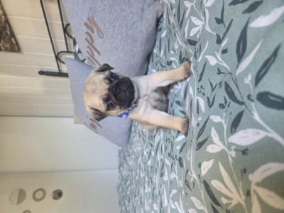 Carlin - Chiot Carlin LOF