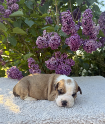 American Staffordshire Terrier - Superbes chiots amstaff, staff, american staff - Angel s Of carmine