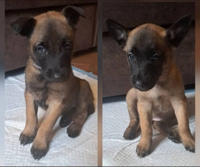 Berger Belge - Chiots malinois excellent pedigrée