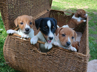 Jack Russell Terrier - 5 Magnifiques chiots jack russell à l adoption - Mr Popille