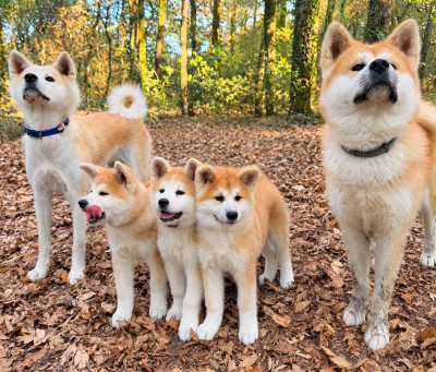 Akita - Chiots AKITA INU LOF
