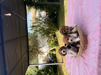 Beagle - Chiots beagle LOF