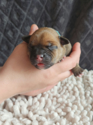 Staffordshire Bull Terrier - À réserver Staffordshire Bull Terrier