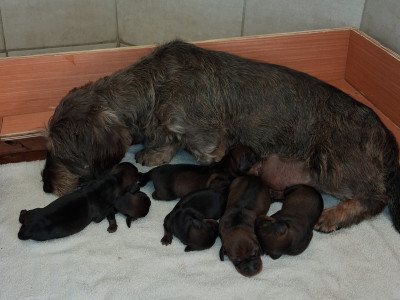 Teckel poil dur - chiots males a réservés - des Korrigans du layon