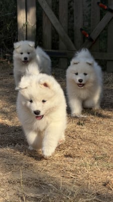 Samoyède - Adorables chiots Samoyède