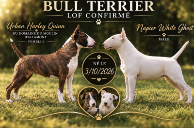 Bull Terrier - Bull terrier chiots