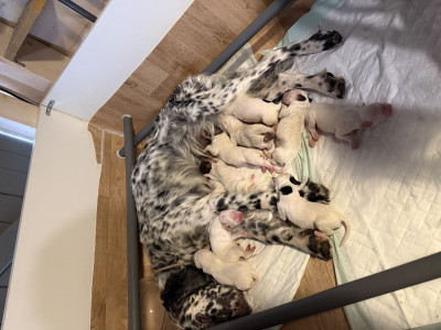 Setter Anglais - UNA X CRIS SETTER ANGLAIS ALPES MATITIMES - Des chasses de l?enfer