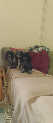 Cocker Spaniel Anglais - Chiots Cocker Anglais