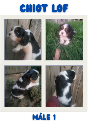 Cavalier King Charles Spaniel - chiot cavalier king charles tricolore à réserver