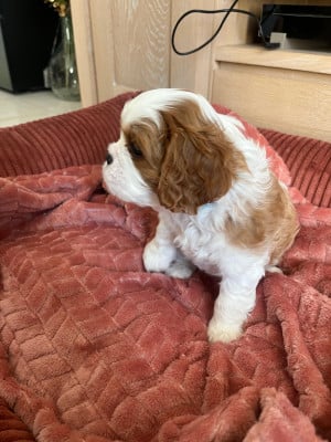 Cavalier King Charles Spaniel - Chiot Cavalier King Charles Mâle