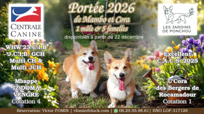 Welsh Corgi Pembroke - Adorables chiots Welsh Corgi Pembroke