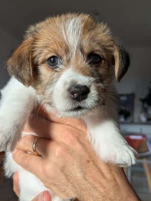 Jack Russell Terrier - Chiots Terrier Jack Russell à poils durs