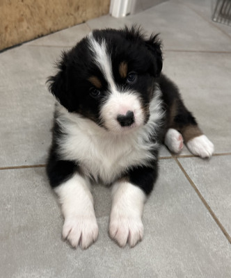 Berger Australien - À réserver chiots berger australien