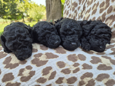 Caniche - Adorables chiots Caniche nain LOF – 3 femelles & 1 mâle – nés le 24 mai 2025 - La tribu de Jao