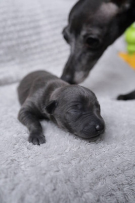 Petit Levrier Italien - Petit Lévrier Italien