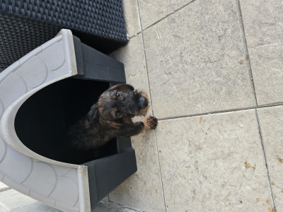 Teckel poil dur - Disponible de suite Chiot Teckel poil dur