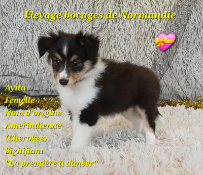 Shetland Sheepdog - CHIEN DE BERGER DES SHETLAND - DES BOCAGES DE NORMANDIE
