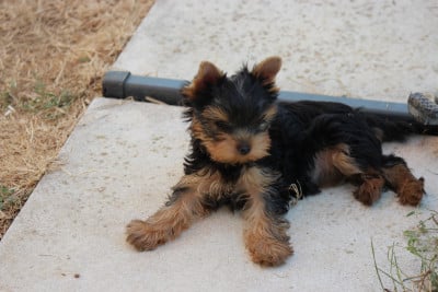 Yorkshire Terrier - A VENDRE : 1 male et 1 femelle inscrits au LOF - DE LA VOIE DES PENICHES