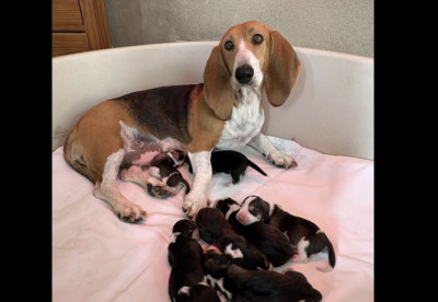 Basset Artesien Normand - Chiots bassets artésiens normands